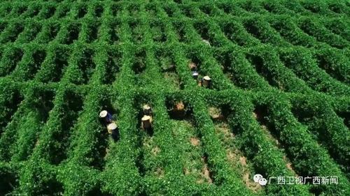 这5年,广西累计种植富硒农产品达168万亩,产值累计超150亿元